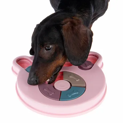 Dog playing with pink intelligence toy made of rotating compartments featuring bone motifs.