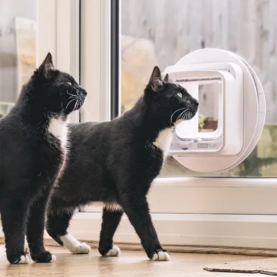 To sort sortere og hvide katte foran en SureFlap mikrochip-kattelem installeret i en glasdør.