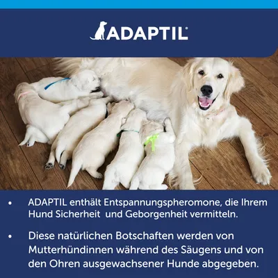 ADAPTIL enthält Entspannungspheromone, die Hunden Sicherheit und Geborgenheit vermitteln. Natürliche Botschaften von Mutterhündinnen während des Säugens und von Ohren erwachsener Hunde.
