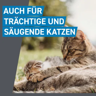 Auch für trächtige und säugende Katzen.