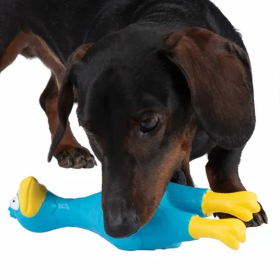 Hond speelt met blauw hondenspeelgoed in de vorm van een vogel met gele snavel en gele poten.