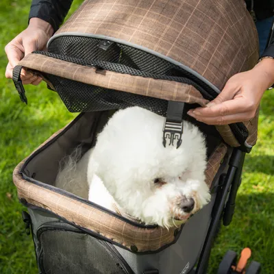 Chien blanc assis dans une poussette pour animaux, capote en tissu marron avec filet noir relevé par deux mains, structure en métal visible.
