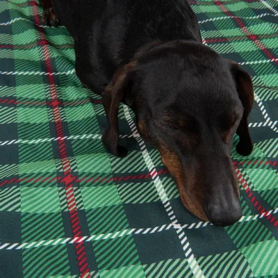 Śpiący pies na zielonej, kraciastej tkaninie. Produkt przedstawia przytulny koc w szkocką kratę.