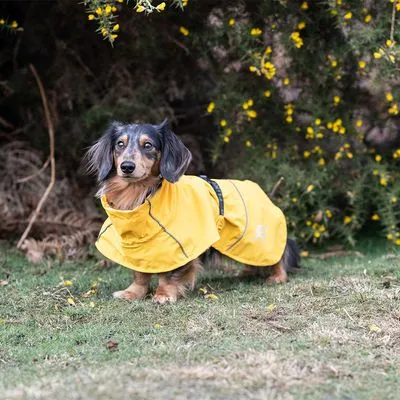 Cão pequeno de pelo comprido a usar um impermeável amarelo com fecho e detalhes refletores visíveis ao ar livre.