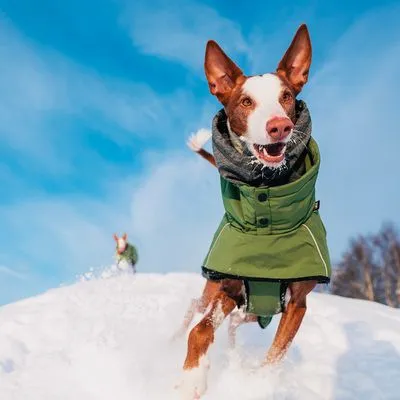 Cão de pelo curto a correr na neve com casaco verde e gola cinzenta. Outro cão ao fundo também com casaco. Ambos em ambiente exterior de inverno.