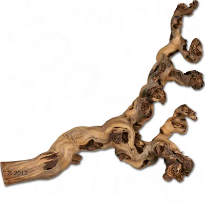 Natural wood piece with branched twigs and curved shapes, suitable for decoration or pet accessories.