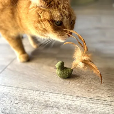 Vörös macska vizsgál zöld, madár alakú játékot barna tollakkal fapadlón.