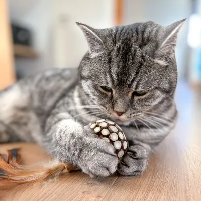 Szary kot bawi się zabawką z piórkami i kulką pokrytą wypustkami, leżąc na drewnianej podłodze. Widoczne szczegóły materiału: pióra, tworzywo sztuczne.