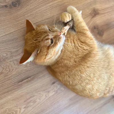 Rote Katze spielt mit einem Kauspielzeug aus Holz auf einem Holzboden.