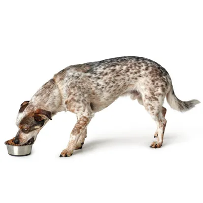 Animal eating food from a metal bowl, demonstrating product use for feeding.