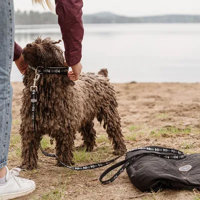 Hund mit braunem, lockigem Fell trägt ein Halsband und Leine mit Herzmuster. Person befestigt die Leine. Schwarze Tasche liegt daneben auf sandigem Boden.