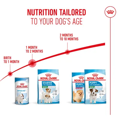 Royal Canin Babydog Milk for 0–2 weeks, Starter Mini for 1–2 months, Puppy Mini for 2–10 months. Age-appropriate feeding recommendation according to life stage. Royal Canin Babydog Milk for 0–2 weeks, Starter Mini for 1–2 months, Puppy Mini for 2–10 months. Age-appropriate feeding recommendation according to life stage.