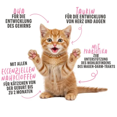 Schesir Kitten Ziegenmilch Schesir Kitten Ziegenmilch