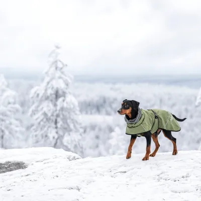 Hund trägt einen grünen Mantel im verschneiten Freien. Der Mantel bedeckt Rücken und Hals, reflektierende Streifen sichtbar. Hund trägt einen grünen Mantel im verschneiten Freien. Der Mantel bedeckt Rücken und Hals, reflektierende Streifen sichtbar.