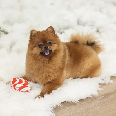 beeztees Christmas Lollipop Dog Toy – Red/White - 25 x 12 x 5 cm (L x W x H) beeztees Christmas Lollipop Dog Toy – Red/White - 25 x 12 x 5 cm (L x W x H)