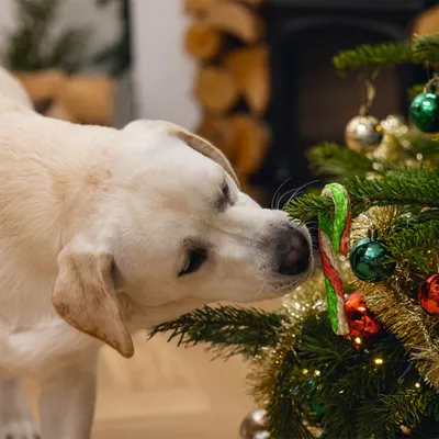 Hund beschnuppert einen Weihnachtsbaum mit grün-rot-weißer Zuckerstange und Kugeln als Dekoration.
