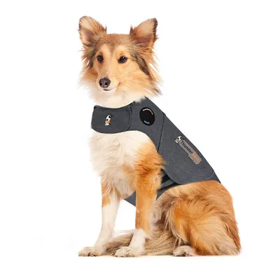 Dog wearing a grey ThunderShirt Anxiety & Calming Solution vest with visible ThunderShirt branding and patch on the side. Vest covers chest and back, fastened around neck and body.