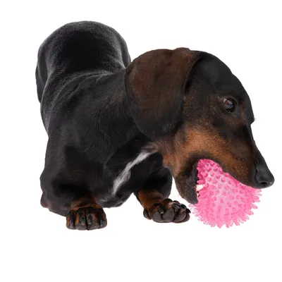Chien teckel noir et feu tenant une balle rose à picots en plastique dans sa gueule, sur fond blanc.