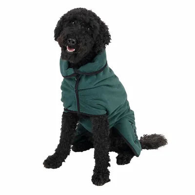 Dog wearing a green coat with buttons and collar, suitable for cold weather conditions.