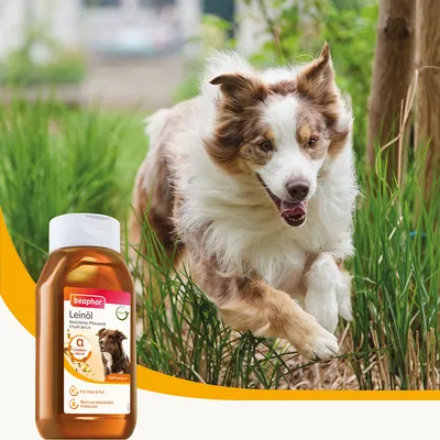 Beaphar ulei de in, ulei vegetal natural cu acid alfa-linolenic. Pentru piele și blană, bogat în acizi grași esențiali.