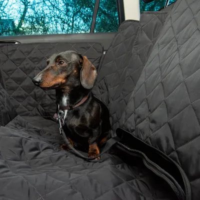 Svart, vadderat bilskydd på baksätet med öppning för säkerhetsbälte. Hund sitter på skyddet och är fastspänd.