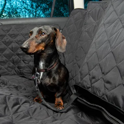 Svart hund sitter på ett svart, vadderat bilsätesskydd, fastspänd med säkerhetsbälte.