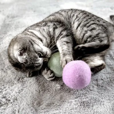 Grijze kat speelt met een groene en een paarse vilten bal op een grijs kleed. Beide ballen zijn rond en van stof zichtbaar.