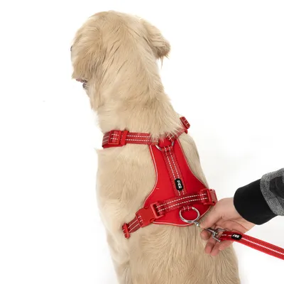 Pettorina rossa per cani con strisce rifrangenti, fibbie regolabili e anello in metallo. Mano attacca il guinzaglio rosso alla pettorina.