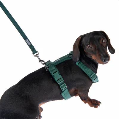 Svart hund med grön sele och matchande koppel, visar produktens användning.