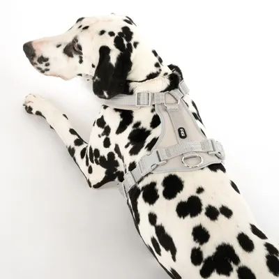 Dalmatier draagt een grijs hondentuigje met verstelbare banden en metalen ring. Merk: Trixie.