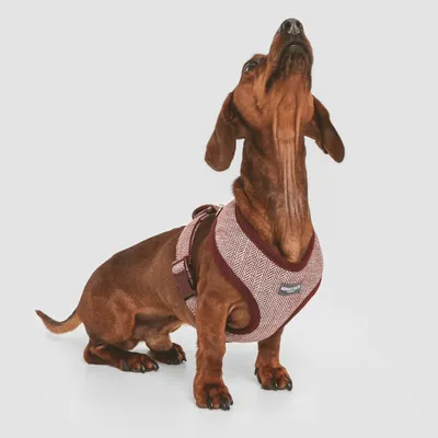 Hund trägt ein rot gemustertes Geschirr mit sichtbarem Logo 'Nomad Tales'.