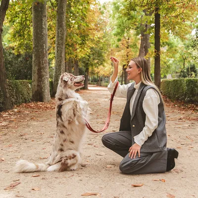Hond zit rechtop met rode lijn, traint in het park met een persoon.
