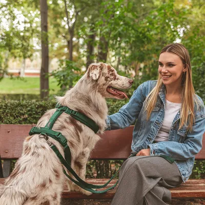 Hund med grönt sele och koppel sitter på en parkbänk bredvid en person. Selen har robust utförande och säker passform.