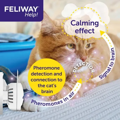 Diagram showing pheromones released into the air by a diffuser, detected and connected to the cat's brain, resulting in a calming signal. Text: 'Calming', 'Pheromones in air', 'Signal to brain'.