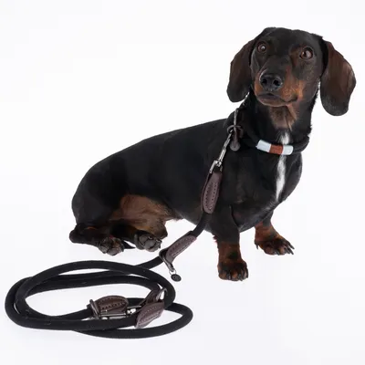 Hund mit schwarzem Halsband und passender schwarzer Leine aus Leder und Stoff, beide mit Metallverschlüssen.