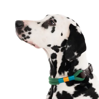 Dalmatian con collare verde per cani in corda e fibbia in pelle marrone, accenti di colore decorativi blu e arancione.