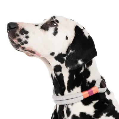 Dalmatialainen harmaalla kaulapannalla, jossa oransseja ja violetteja yksityiskohtia.