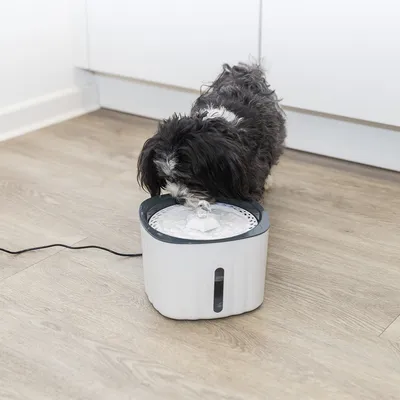 Majhen pes pije iz belega vodnjaka za pitje s sivim robom in vodnim curkom. Vodnjak stoji na lesenih tleh, kabel je viden.