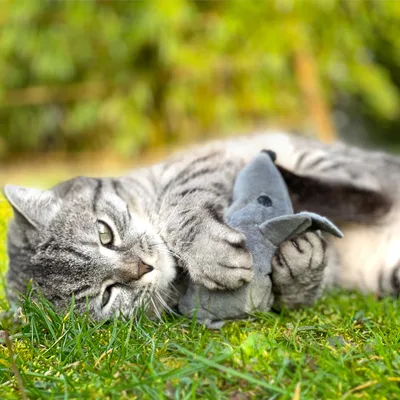 Chat tigré allongé sur l’herbe tenant une peluche en forme de requin gris entre ses pattes avant. Aucun texte ou marque visible.