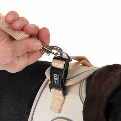 Hand befestigt eine beige Hundeleine mit Metallkarabiner an einem schwarzen Klickverschluss eines beigen Hundegeschirrs.
