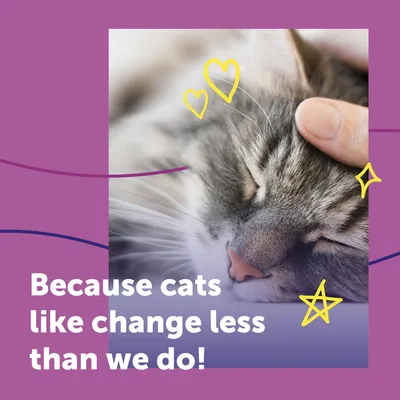 ¡Porque a los gatos les gustan los cambios aún menos que a nosotros!