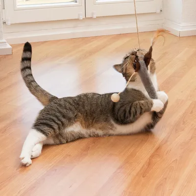 Gato juega con una caña de juguete de madera, cuerda y pluma sobre un suelo laminado.