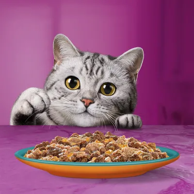 Graue Katze mit grossen Augen schaut auf einen Teller mit Katzenfutter vor einem violetten Hintergrund.