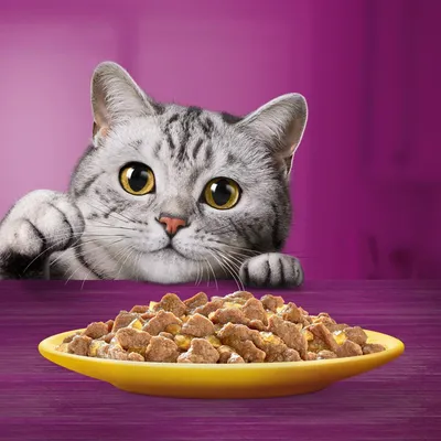 Assiette jaune remplie de bouchées de nourriture humide pour chat, avec un chat gris tigré regardant la nourriture sur une table violette, fond uni violet.