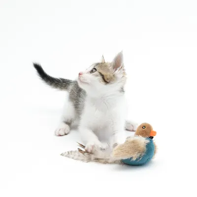 Junge Katze mit Plüschspielzeug in Vogelform, blau und braun mit Federn. Spielzeug für Haustiere.