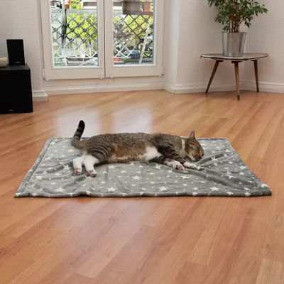 Γκρι κουβέρτα με λευκά αστέρια σε ξύλινο δάπεδο, γάτα ξαπλωμένη χαλαρά σε σαλόνι με παράθυρο και φυτό.