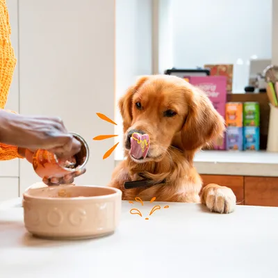 Un chien se lèche la gueule pendant qu'une personne verse de la nourriture humide d'une boîte dans une gamelle.