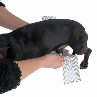 Demonstration of using a patterned cleaning cloth on a dog's hind leg.