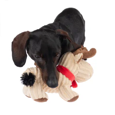 Chien noir tenant dans sa gueule une peluche en forme de renne beige avec écharpe rouge et queue noire, sur fond blanc.