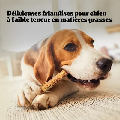 Texte : Délicieuses friandises pour chien à faible teneur en matières grasses. Chien tenant une friandise entre ses pattes sur un tapis clair.